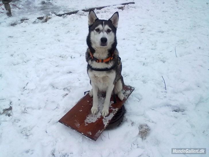 Siberian husky nala billede 13