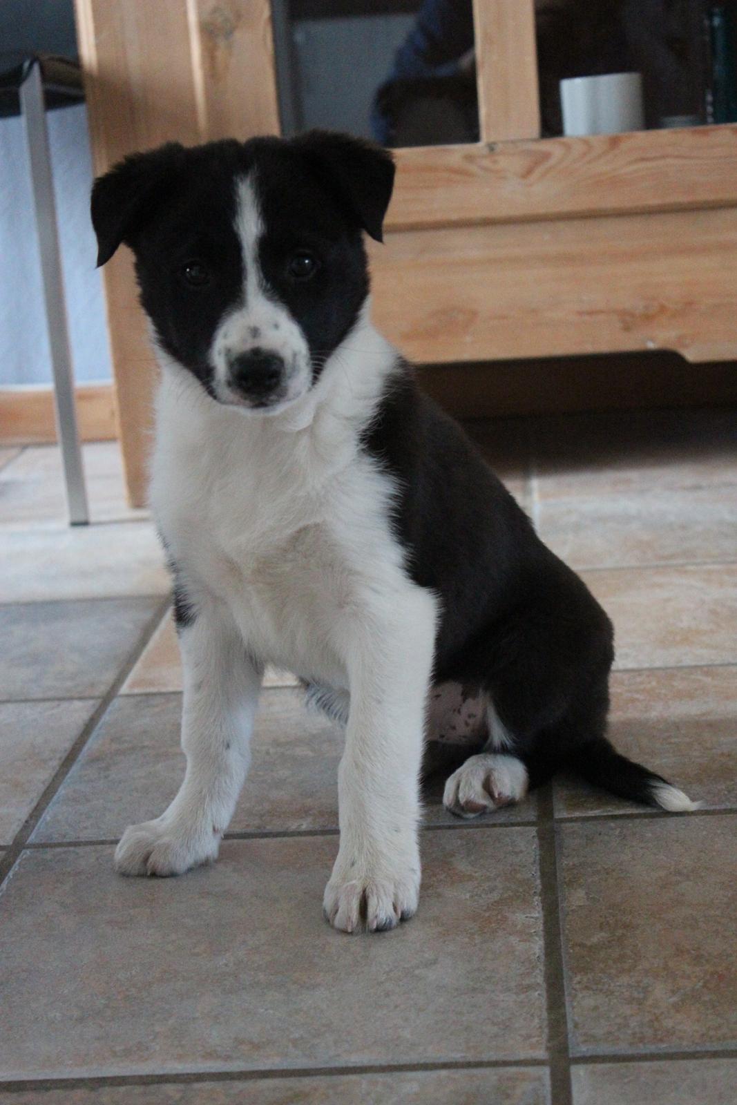 Border collie Balto - Balto, i egen høje "person" :-) billede 12