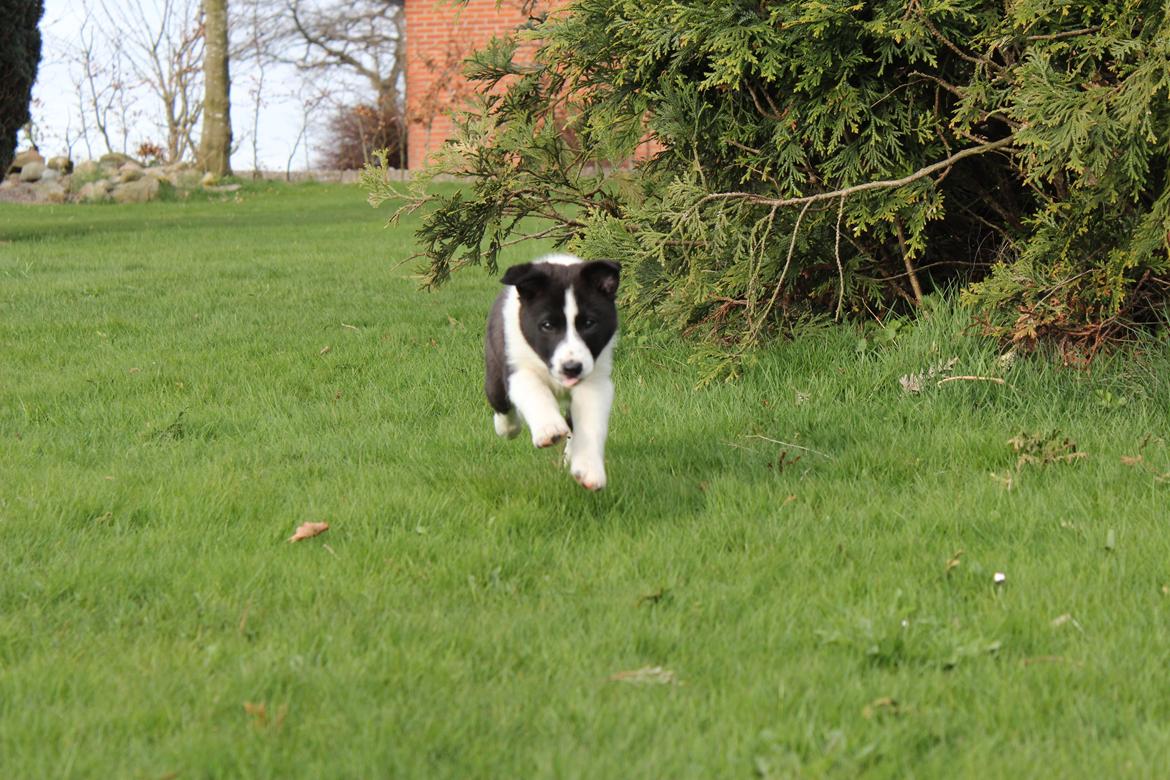 Border collie Balto - Balto i fuld firspring i haven - morgenfrisk? yes, det tror jeg nok! :-) billede 18