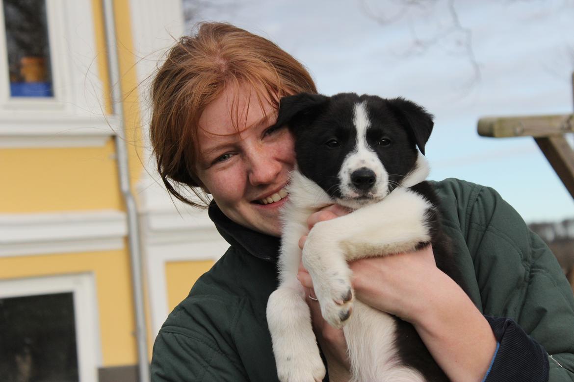 Border collie Balto - Balto og jeg i haven, med morgenhår! billede 4