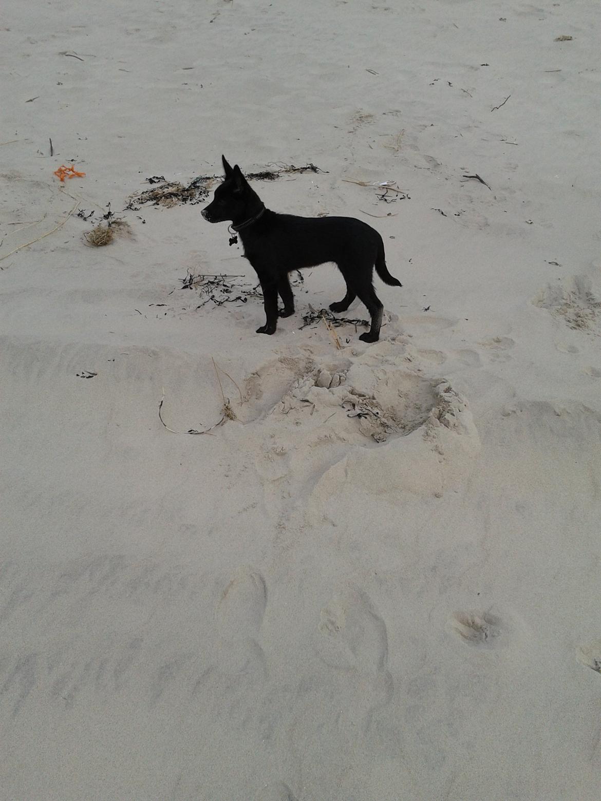 Australsk kelpie Skovfarmens Black Jet (Alonzo) billede 1