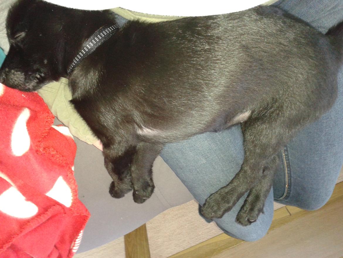 Australsk kelpie Skovfarmens Black Jet (Alonzo) billede 2