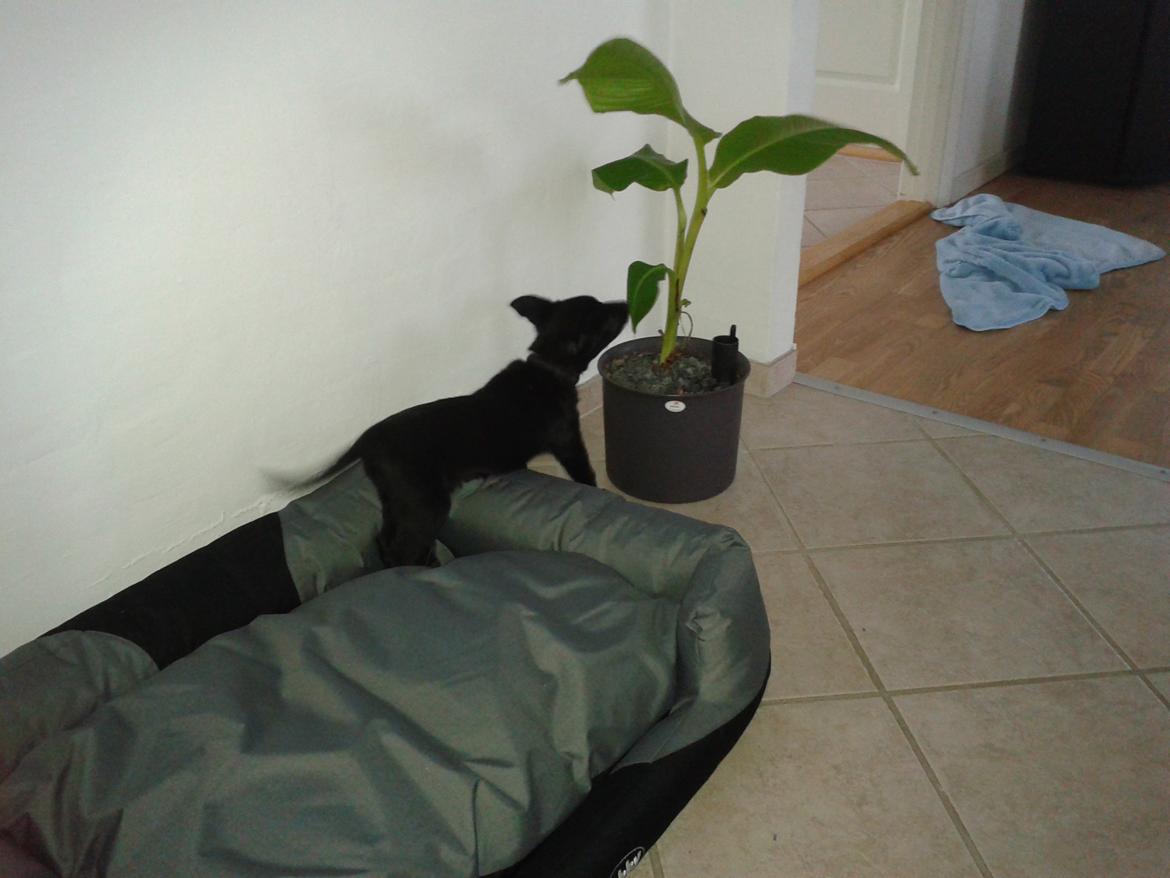 Australsk kelpie Skovfarmens Black Jet (Alonzo) billede 3