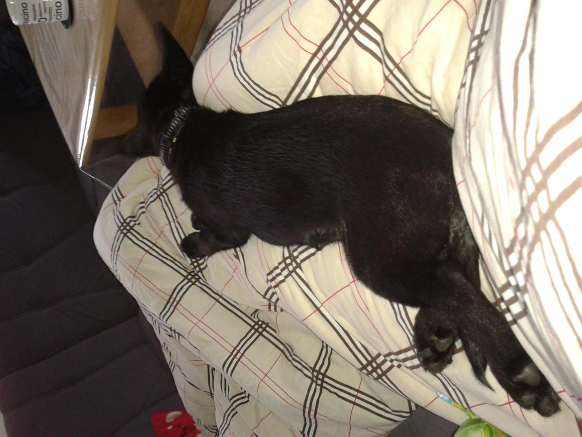 Australsk kelpie Skovfarmens Black Jet (Alonzo) billede 4