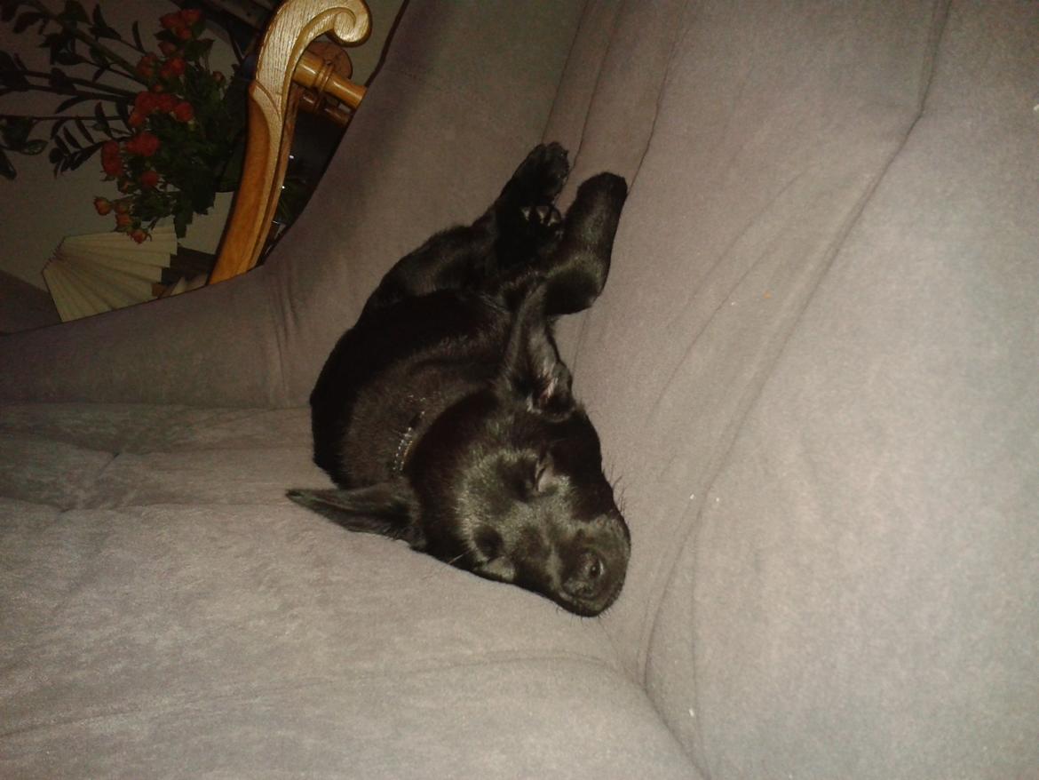 Australsk kelpie Skovfarmens Black Jet (Alonzo) billede 5