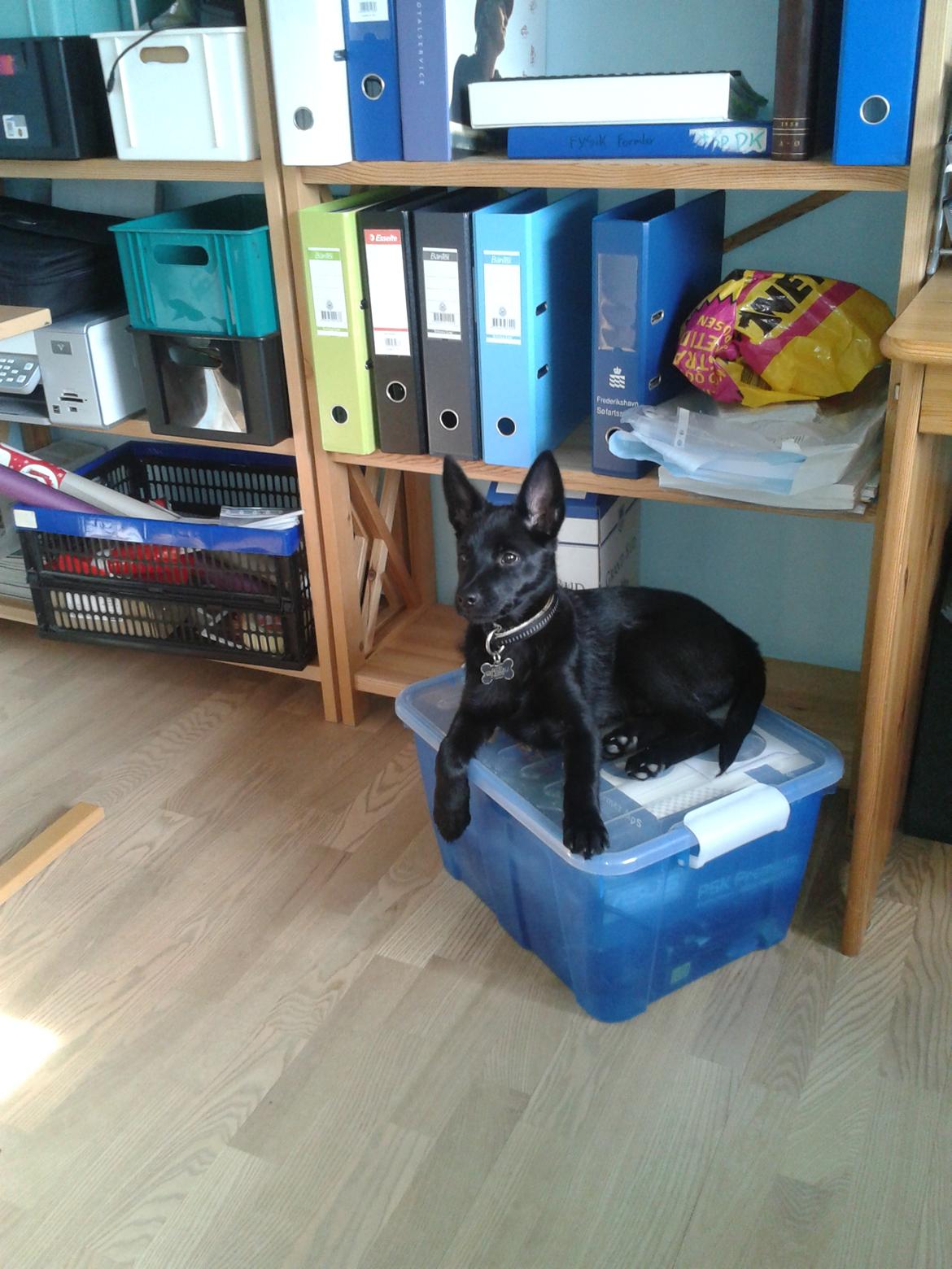 Australsk kelpie Skovfarmens Black Jet (Alonzo) billede 6