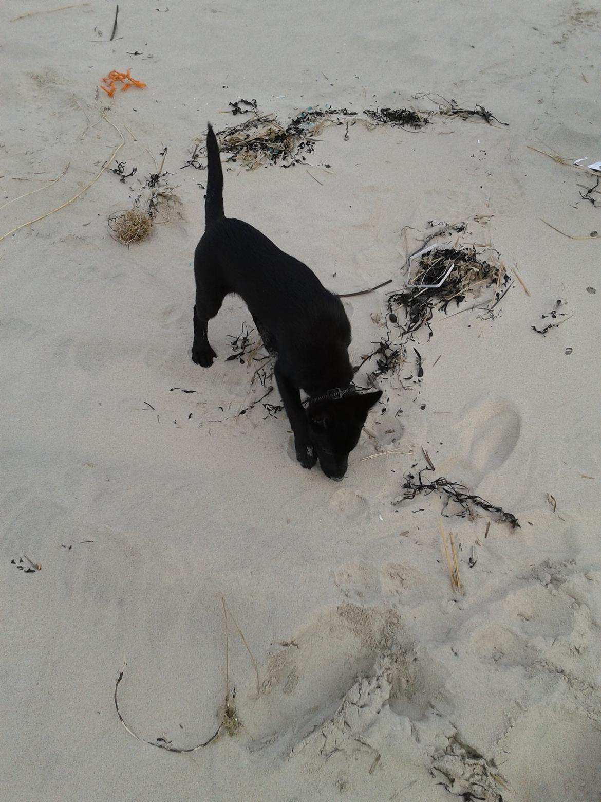 Australsk kelpie Skovfarmens Black Jet (Alonzo) billede 7