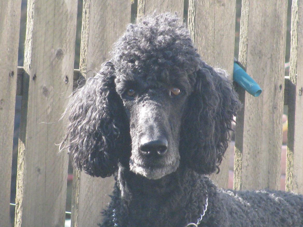 Storpuddel louie <3 billede 9