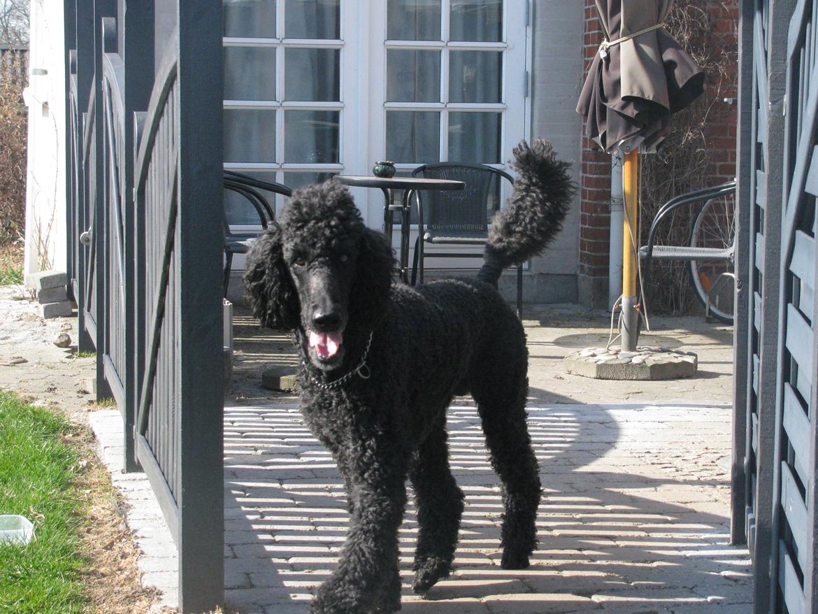 Storpuddel louie <3 billede 11