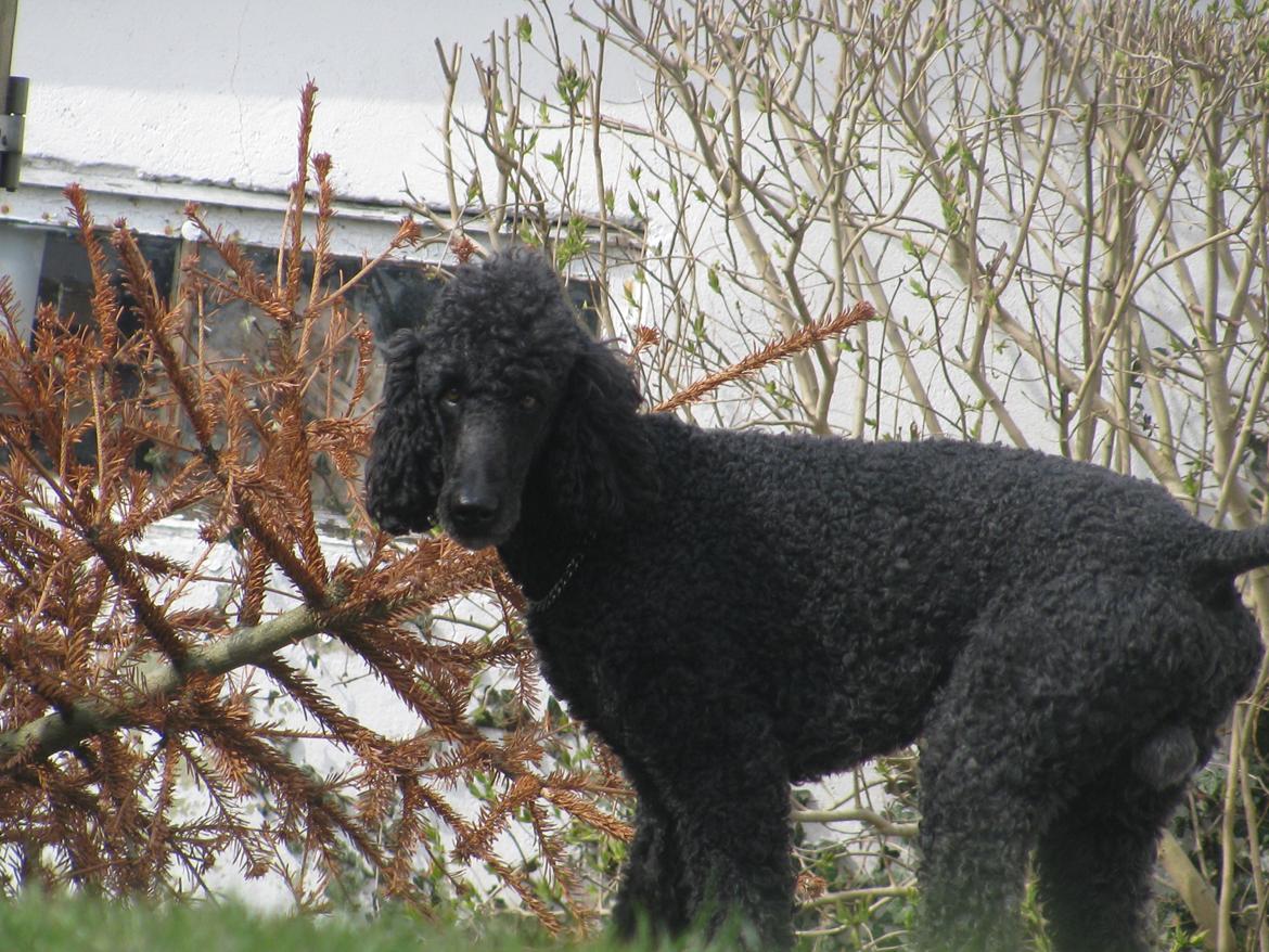 Storpuddel louie <3 billede 12