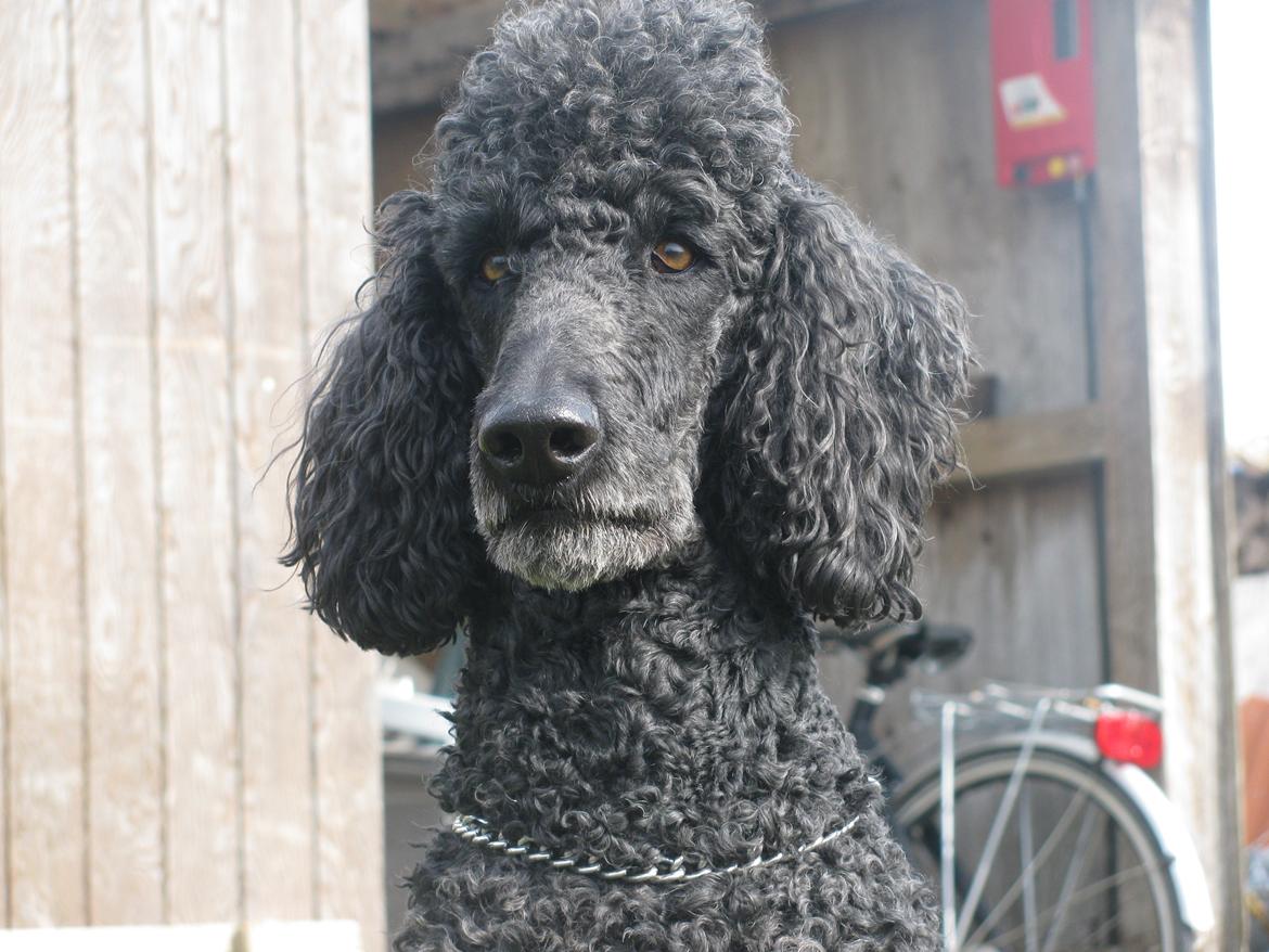 Storpuddel louie <3 billede 3