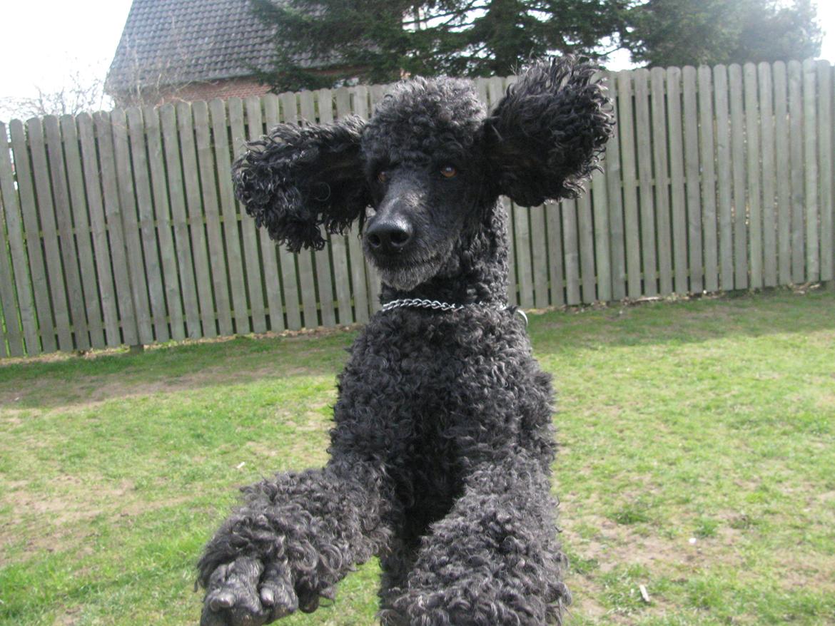 Storpuddel louie <3 billede 15