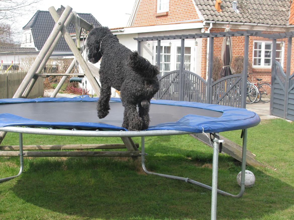 Storpuddel louie <3 billede 16