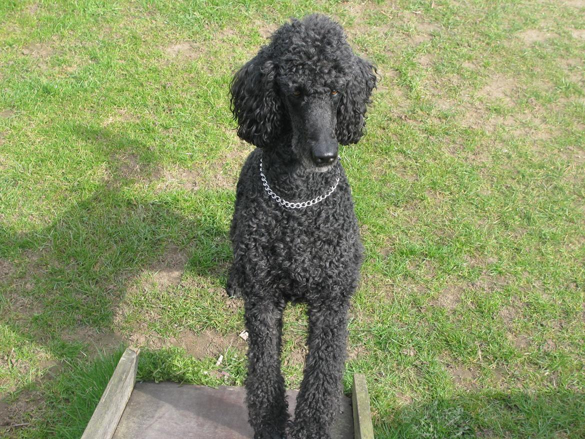 Storpuddel louie <3 billede 17