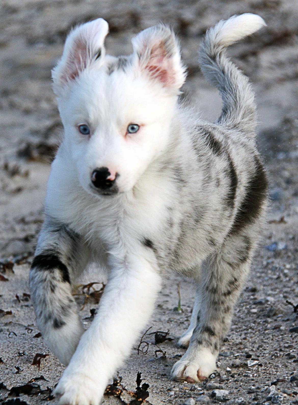 Border collie Ice billede 4