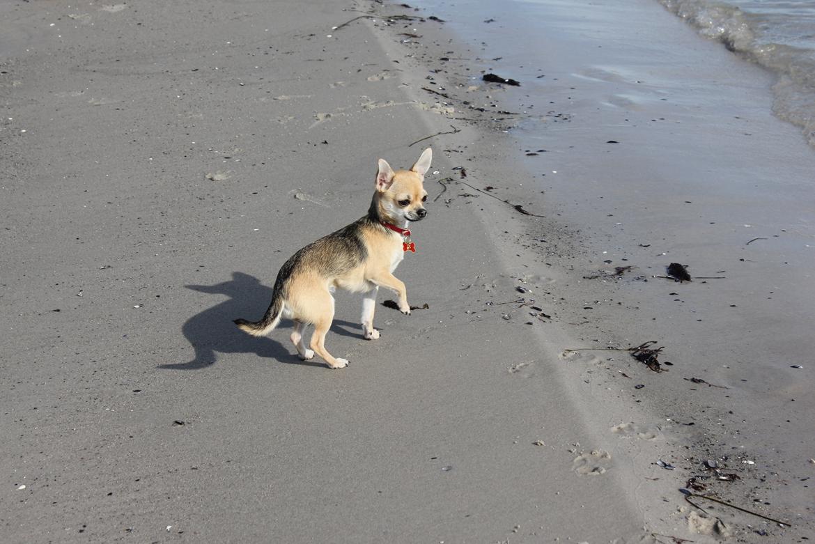 Chihuahua Frk Kvistes Brianna *Bindi* - Mors smukke pige <3
- På stranden den 13/4-2012.. billede 44