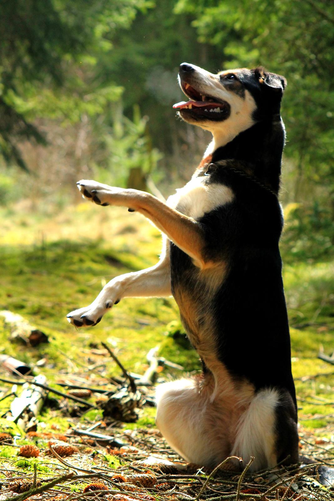 Blanding af racer Akeela - Akeela sidder pænt, på kommando :)

Billedet er taget af mig :) billede 7