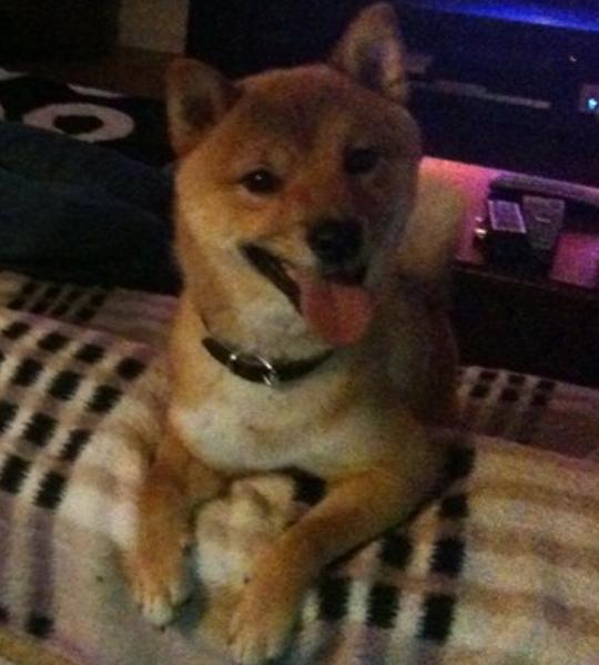 Shiba Max billede 2