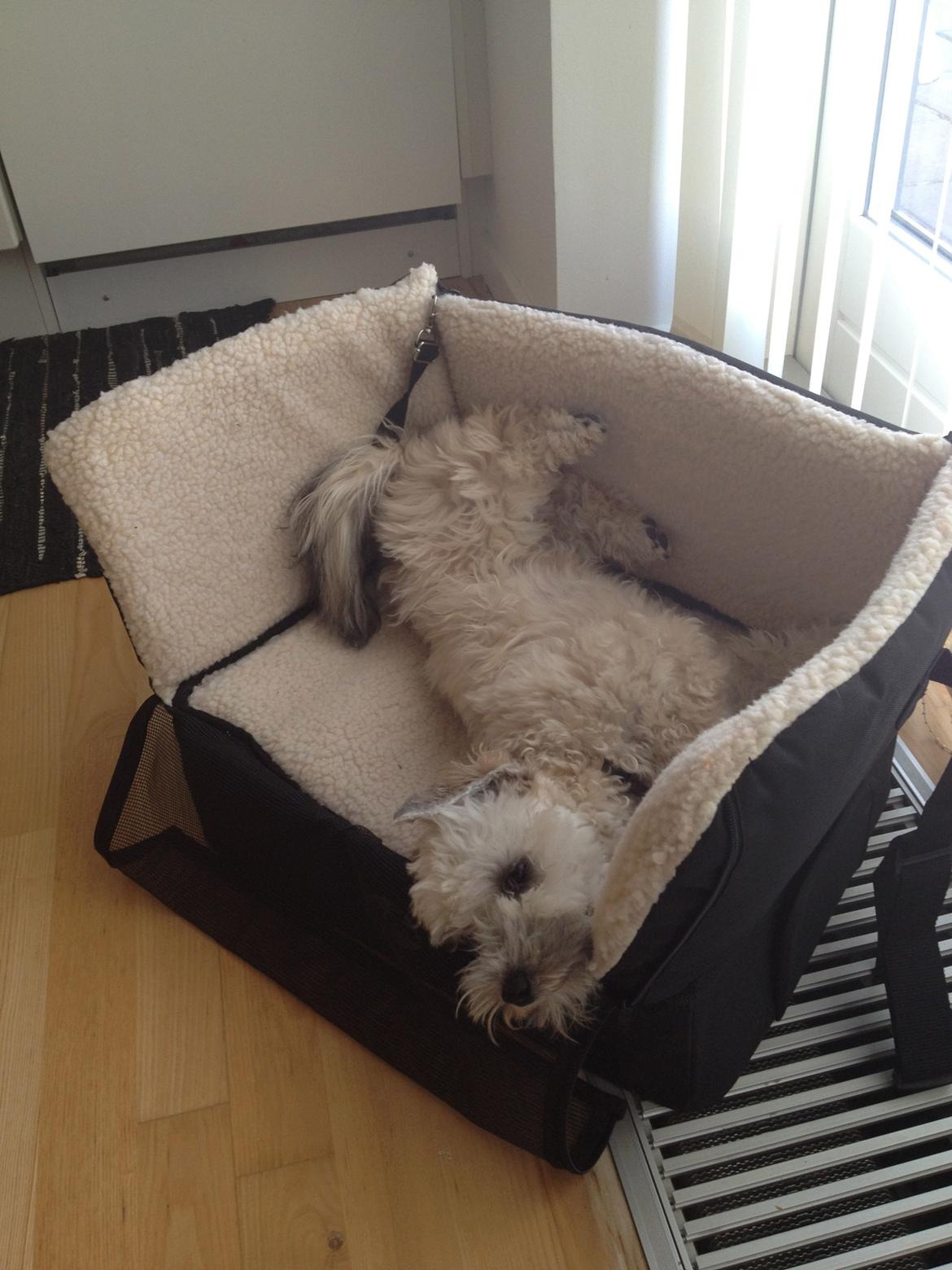 Blanding af racer Malteser/toypuddel PEANUT - Peanut i sin nye bilstol  billede 8