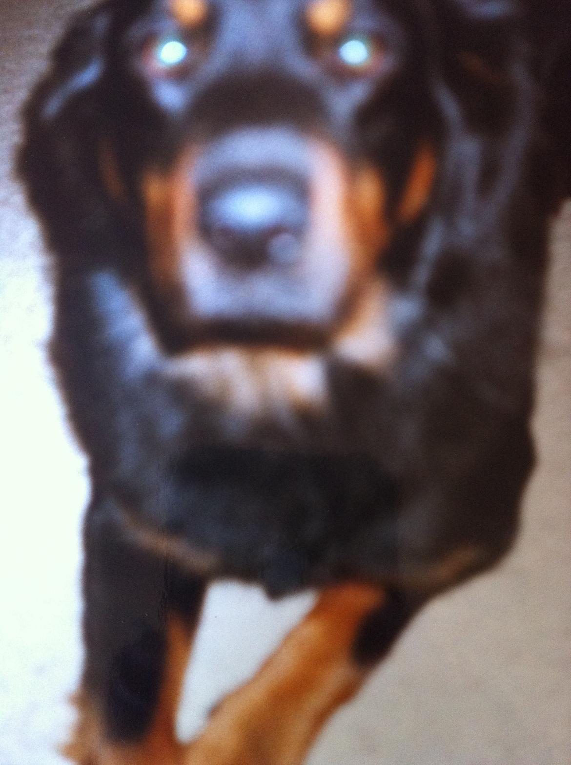 Rottweiler Silas *RIP* billede 7