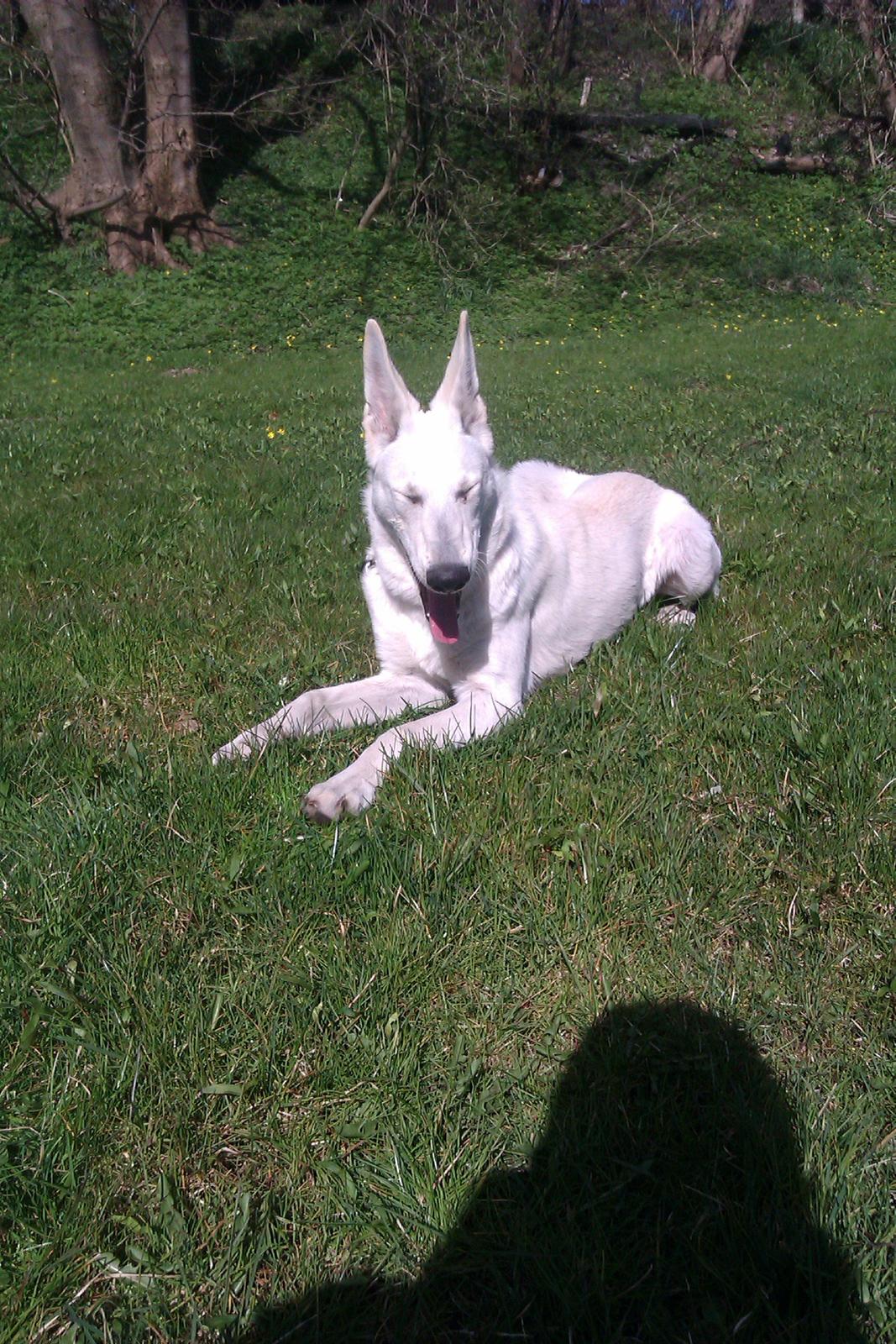 Hvid schæfer Bonny billede 1