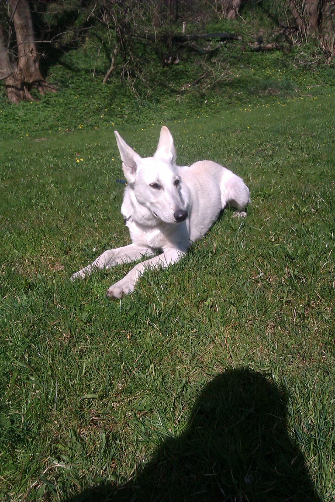 Hvid schæfer Bonny billede 2