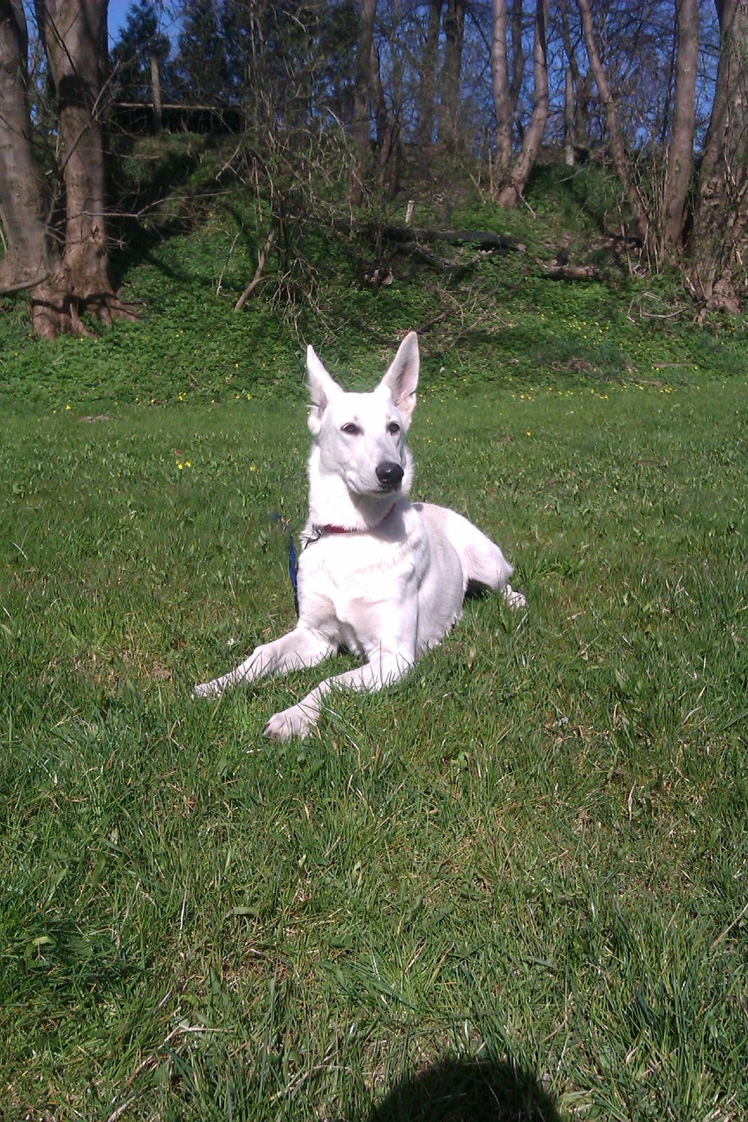 Hvid schæfer Bonny billede 3