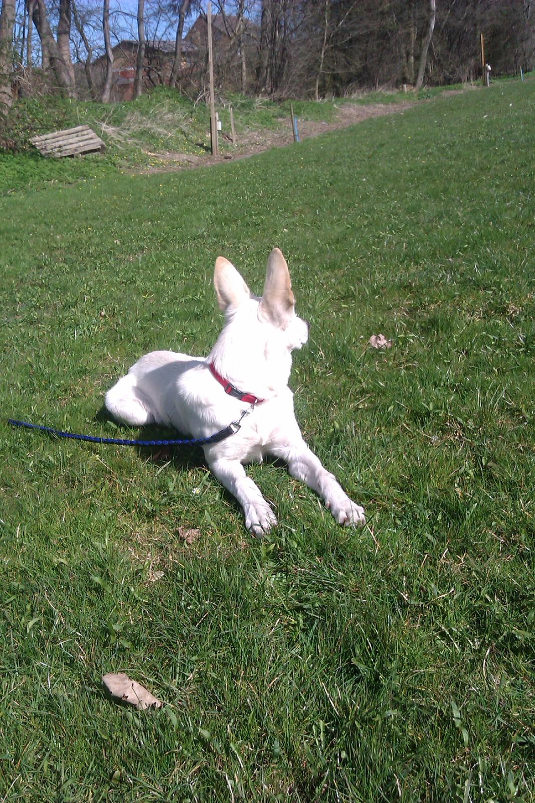 Hvid schæfer Bonny billede 4