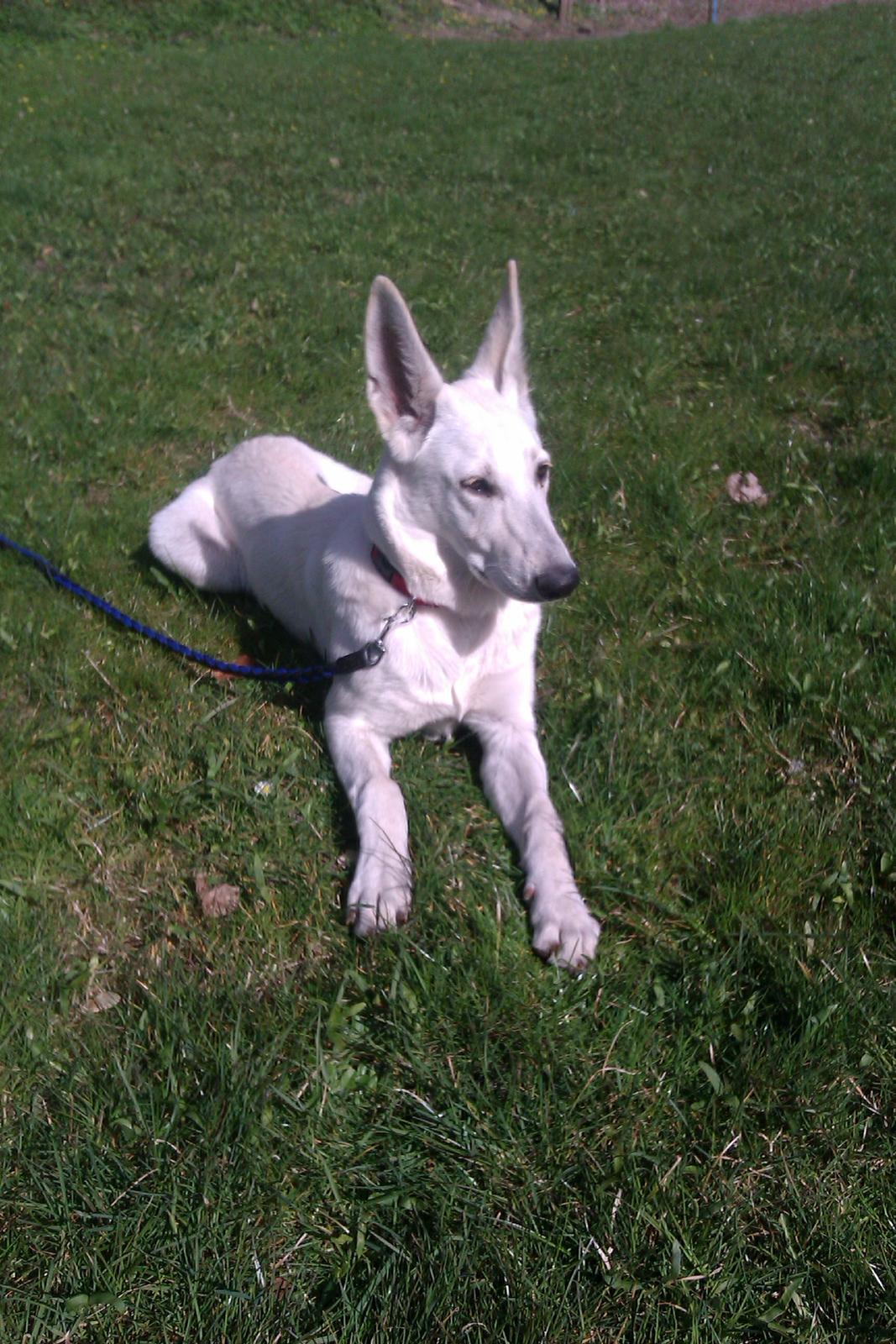 Hvid schæfer Bonny billede 5