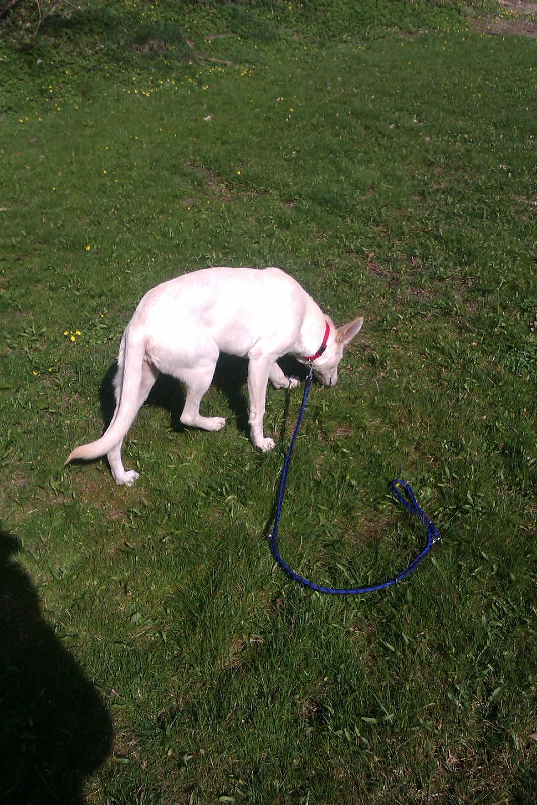 Hvid schæfer Bonny billede 6