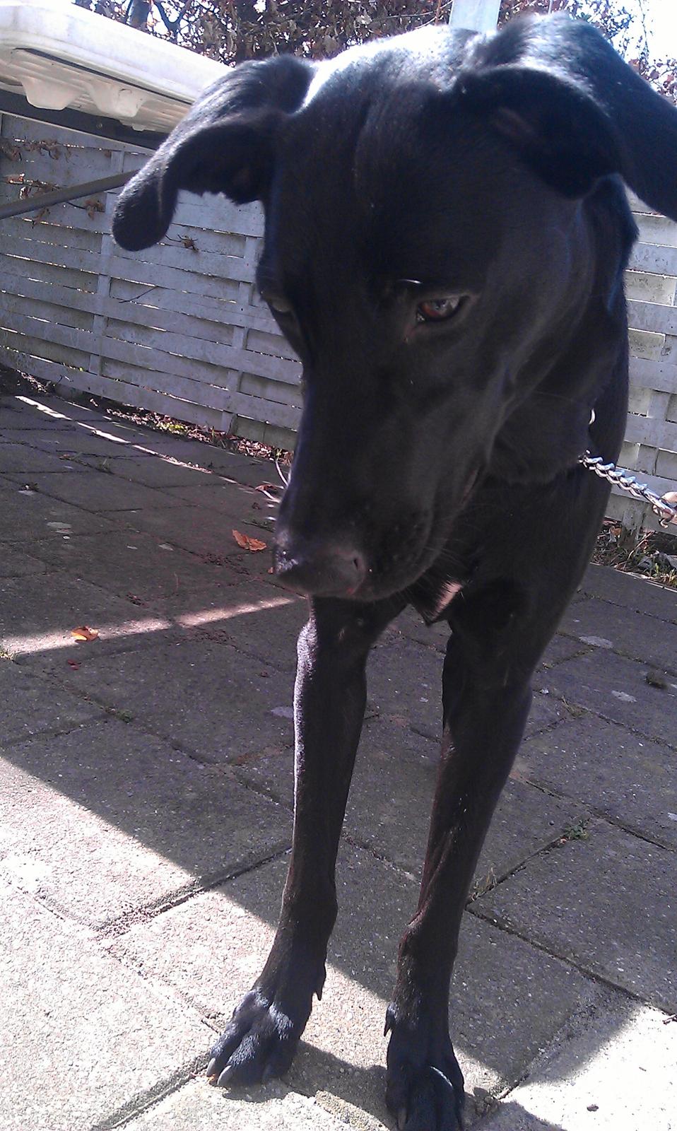 Blanding af racer zika - Dybt koncentreret i min jagt på visne blade - kan de ædes, kan de ødelægges - jep;)  billede 17