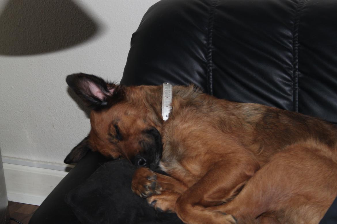 Blanding af racer Molly billede 6