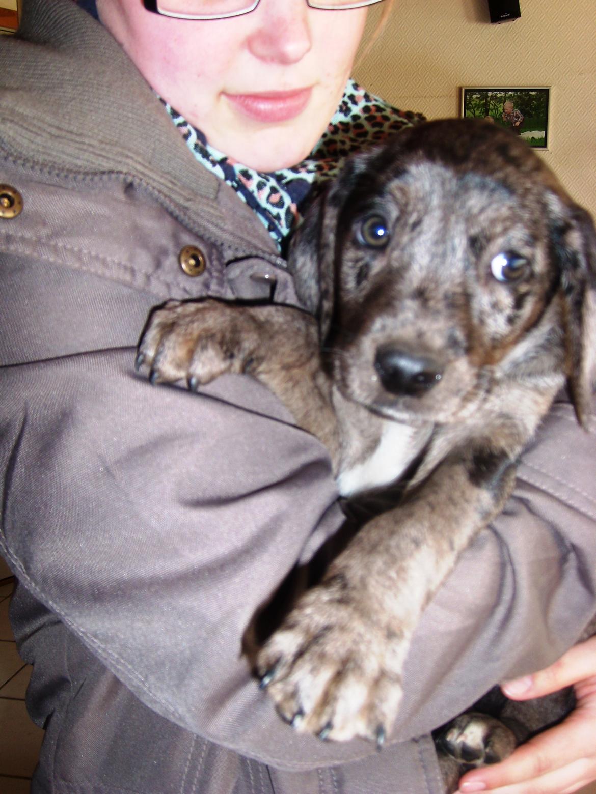 Blanding af racer Wilma (Labrador/dsg) - Klar til at komme hjem billede 3