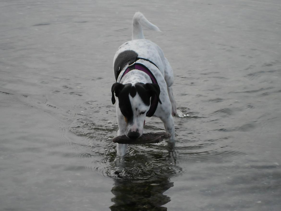 Dansk svensk gaardhund Sniffer [Bedste ven] - Uha, det er koldt! :O
Sniffer i fjorden, påske 2012. billede 25