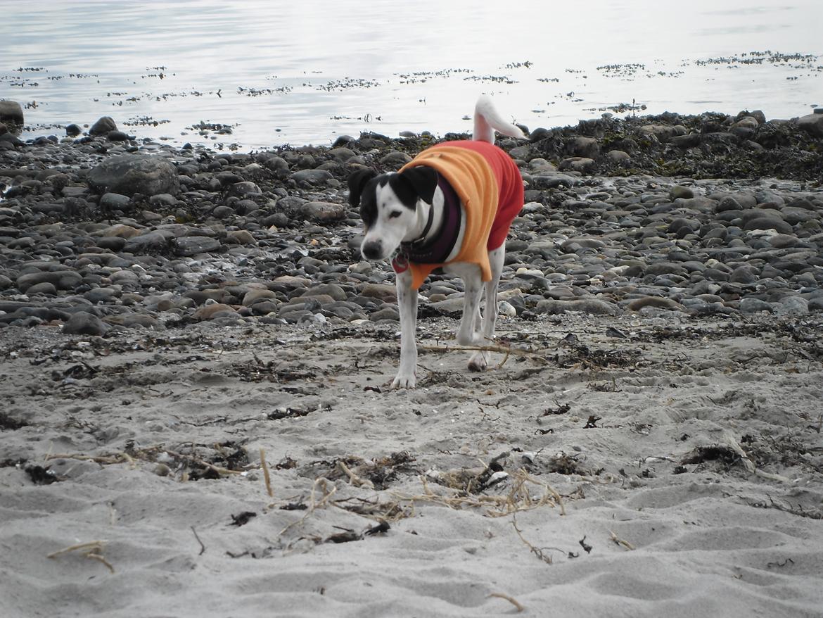 Dansk svensk gaardhund Sniffer [Bedste ven] - Sniffer på stranden.
Påske 2012. billede 28
