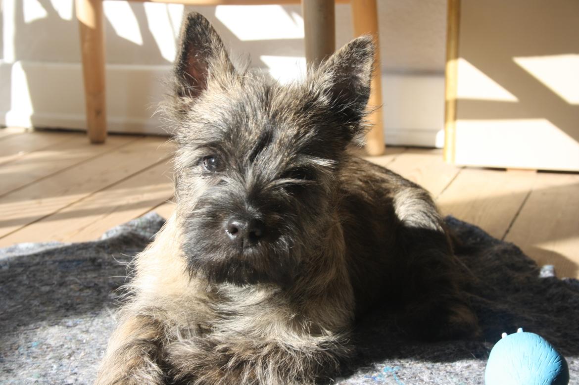 Cairn terrier Tofthus' Xaron (Murphy) billede 13