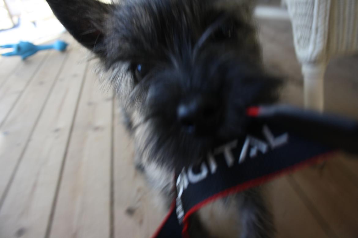 Cairn terrier Tofthus' Xaron (Murphy) - Lille kamp om kameraremmen ;) billede 14