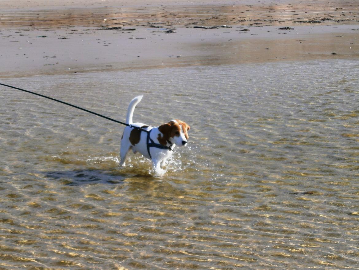 Beagle Mads / Fairytosh Mc. Cafferty - Påskeferien 2012 ved Vesterhavet. Fotograf: Susan Rise =) billede 18