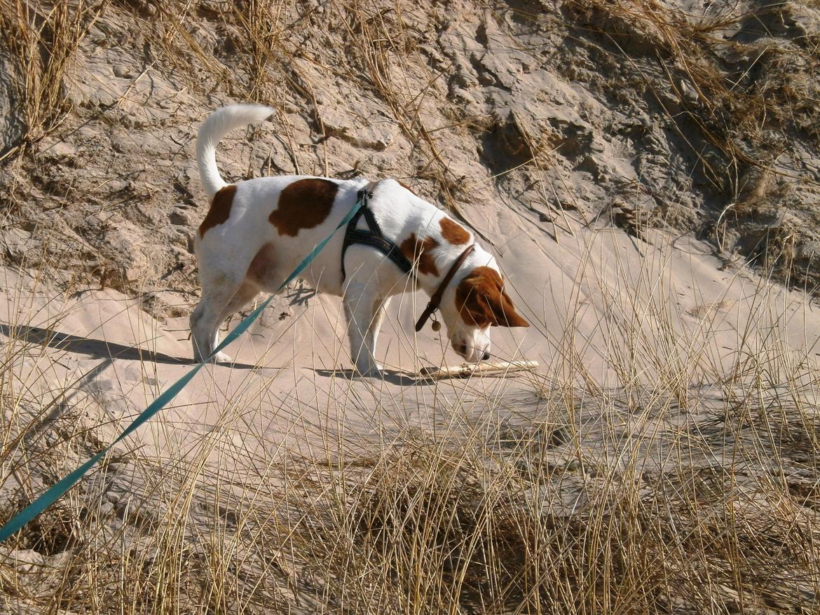 Beagle Mads / Fairytosh Mc. Cafferty - Påskeferien 2012 ved Vesterhavet. Fotograf: Susan Rise =) billede 19