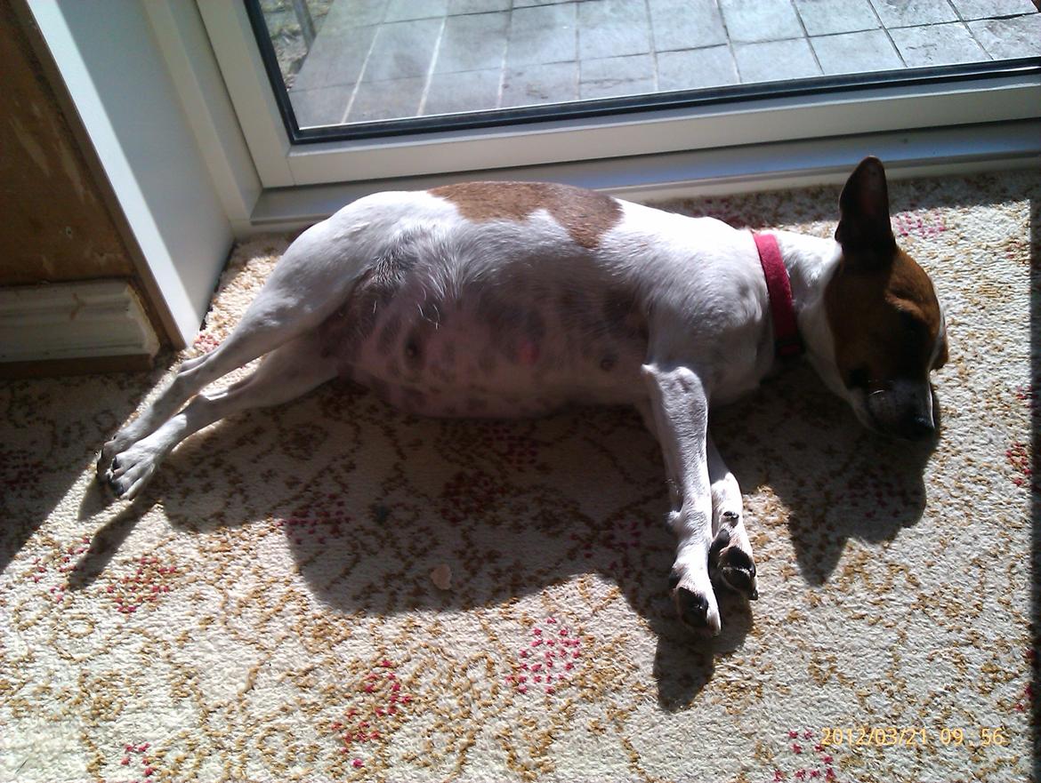 Dansk svensk gaardhund Gucci - tæt på termin billede 12