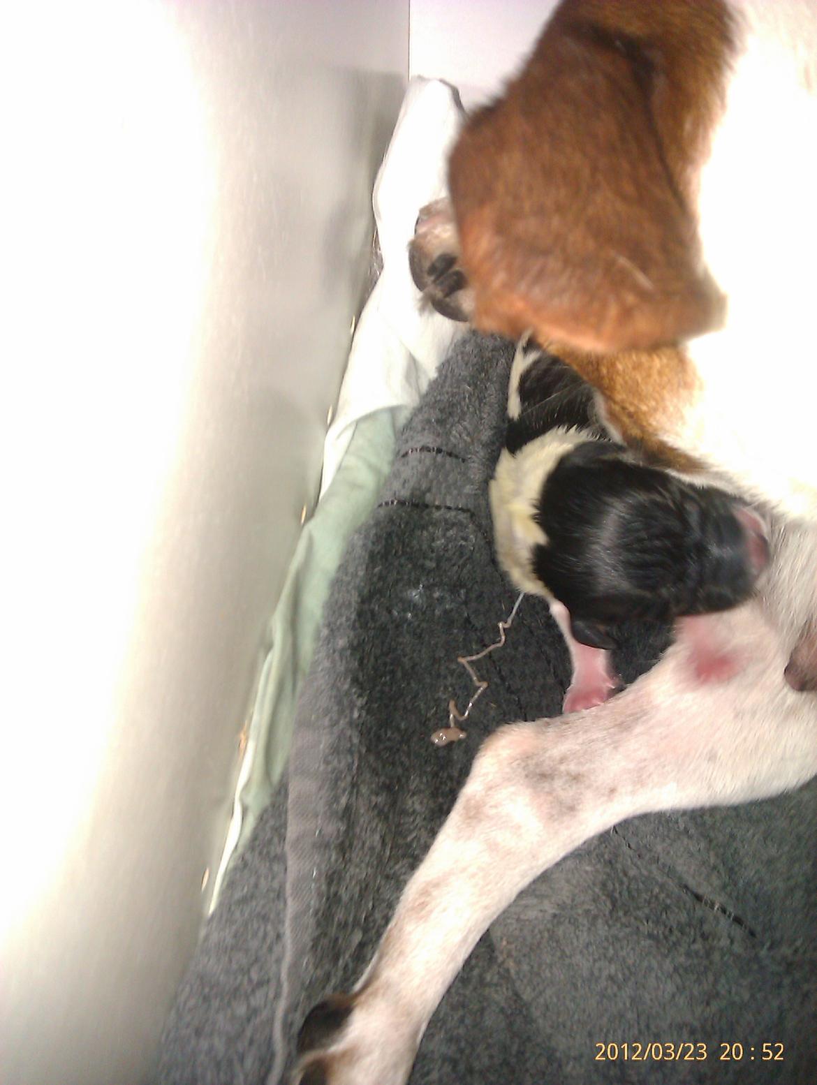 Dansk svensk gaardhund Gucci - 2. hvalp billede 13