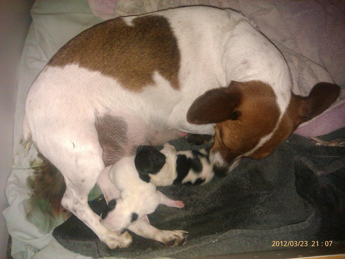 Dansk svensk gaardhund Gucci - mor for første gang. billede 14