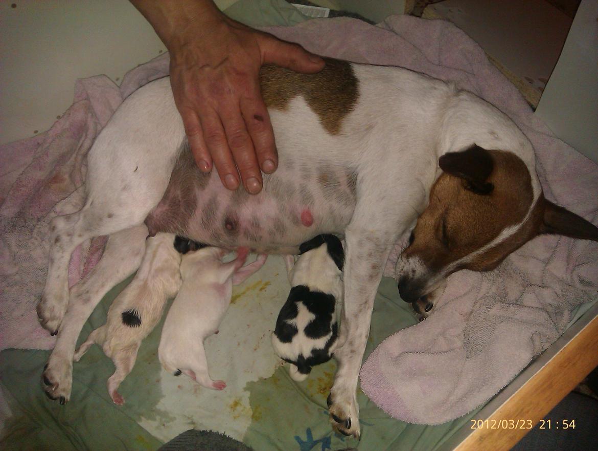 Dansk svensk gaardhund Gucci - uhh en ve på vej billede 15