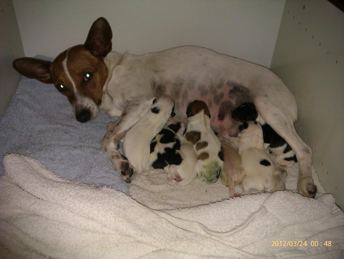 Dansk svensk gaardhund Gucci - Så ska der suttes og slappes af billede 16