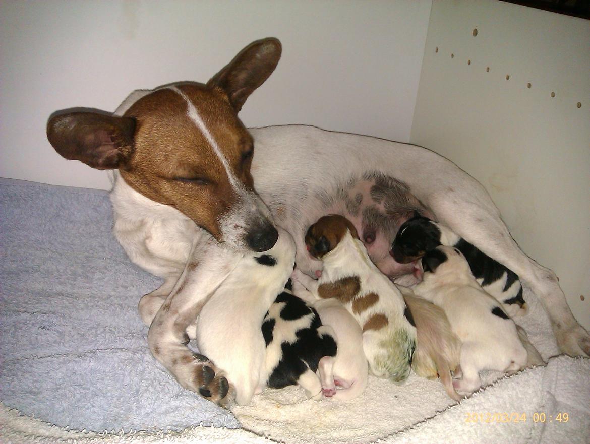 Dansk svensk gaardhund Gucci - Mor til 7 fine hvalpe. 2 tæver 4 hanner og forskellige længder haler billede 17