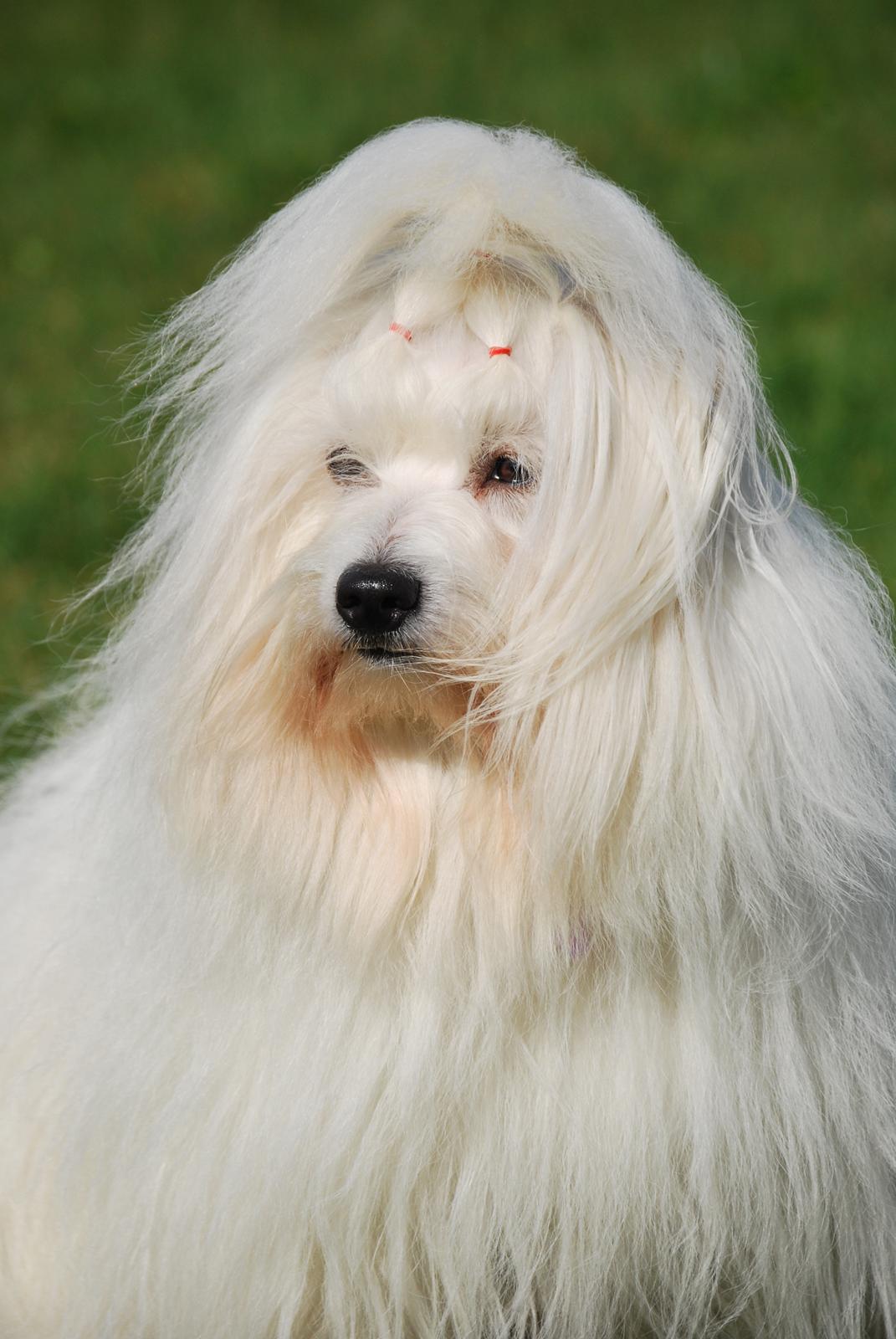 Coton de tulear Jegums Princess Becca - Portræt Becca - forår 2012 billede 1