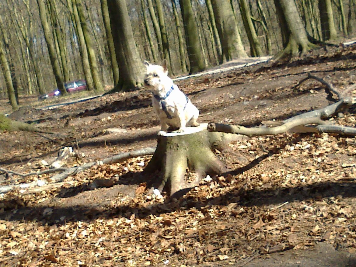 Cairn terrier Donna billede 6