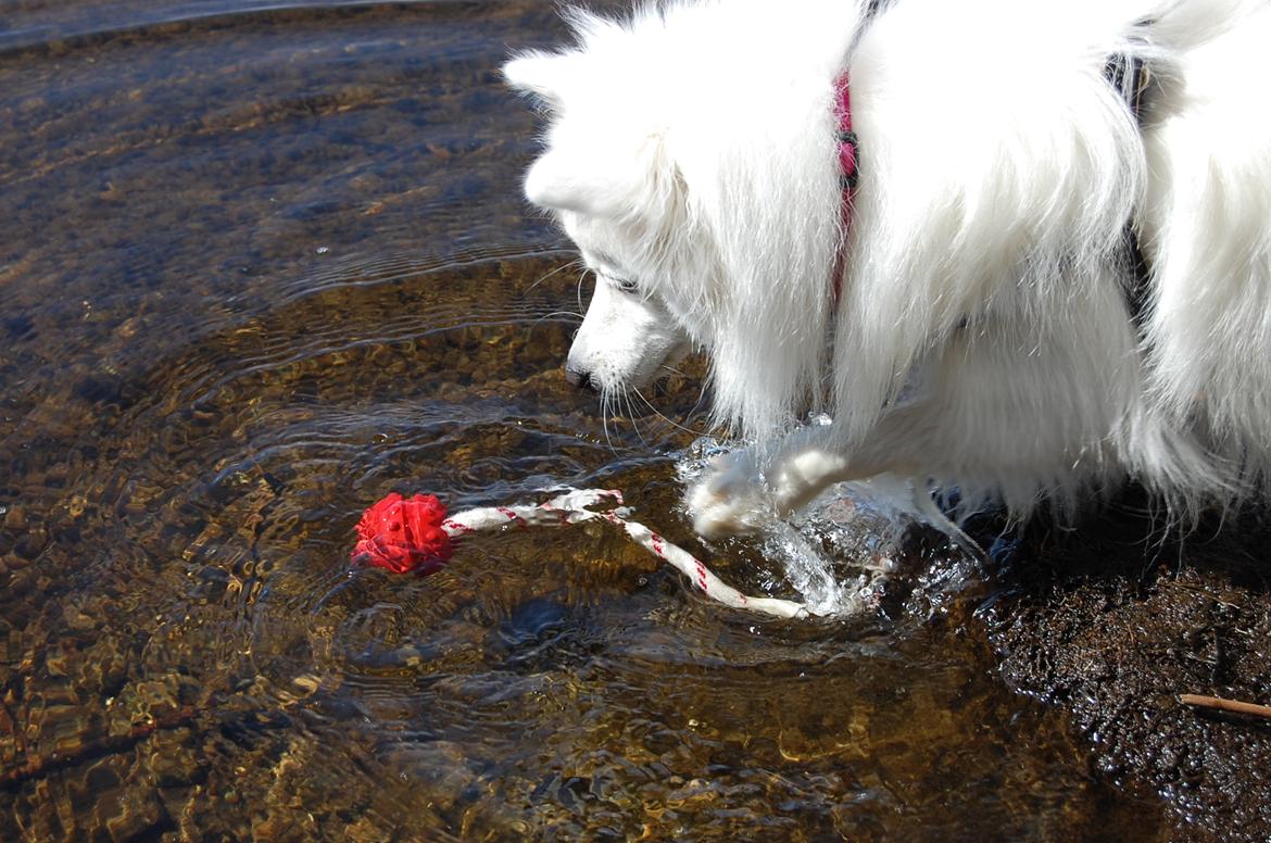 Japansk spids Selina - 12 måneder. Selina er for smart til at gå ud i vandet :) billede 8
