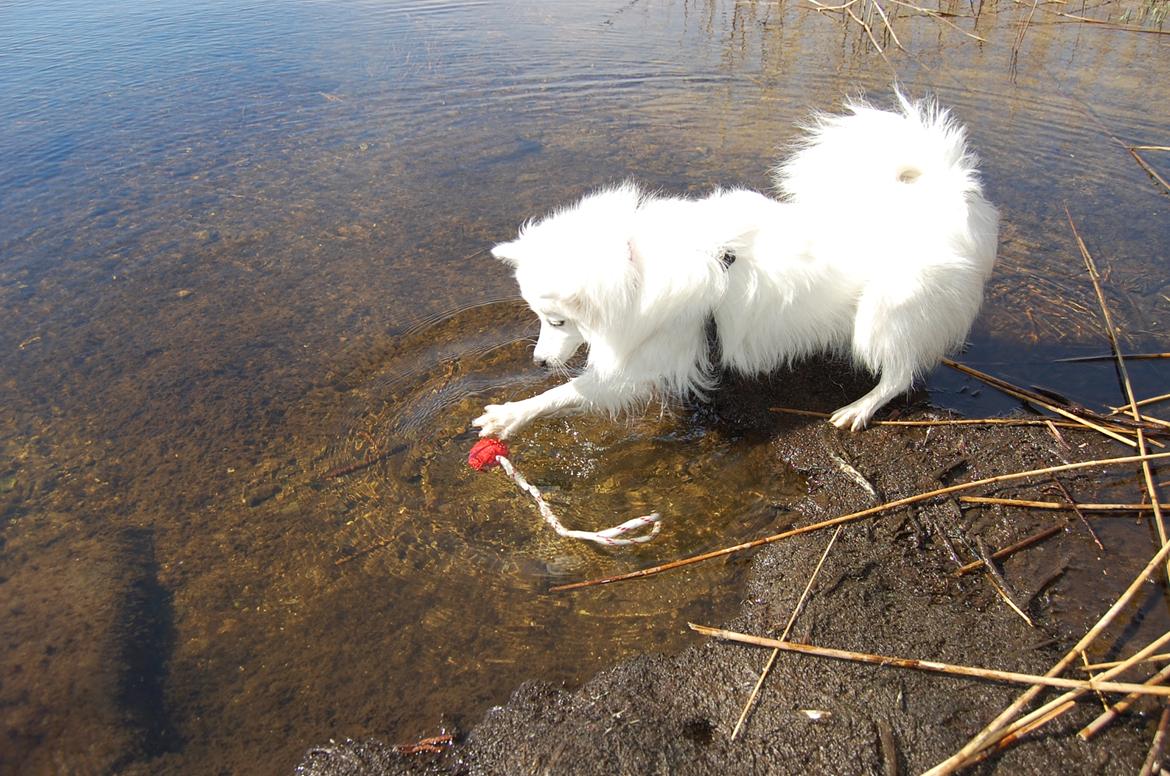 Japansk spids Selina - 12 måneder. Fisketur :D billede 7