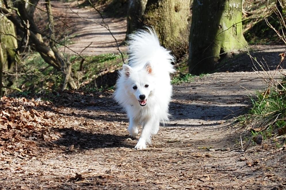 Japansk spids Selina billede 6